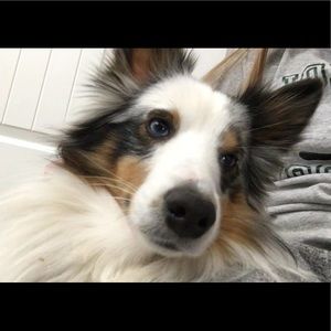 Meet your Posher, Maddie